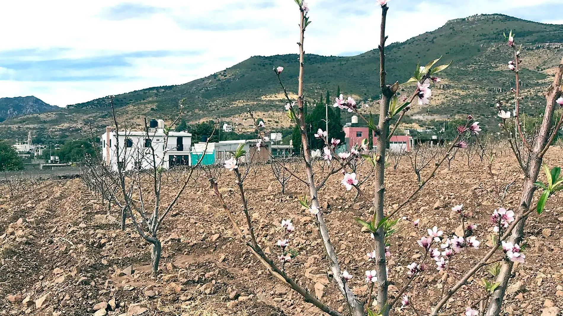 Floración de durazno en El Cargadero, Jerez